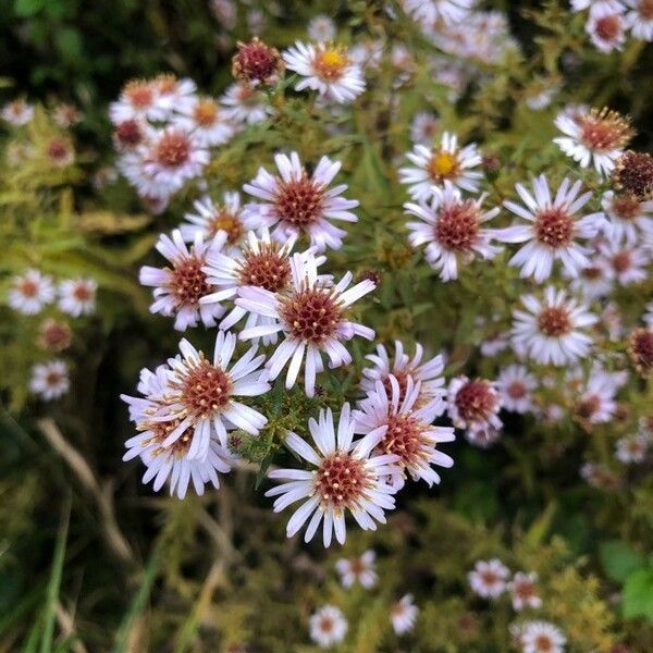 Tripolium pannonicum Floare