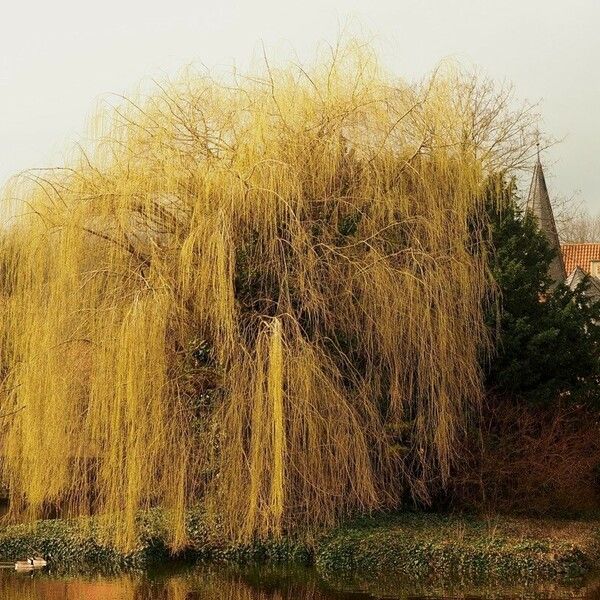 Salix babylonica Buveinė