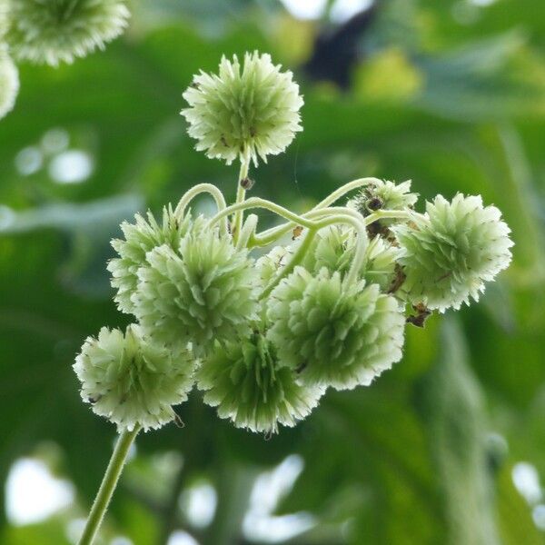 Montanoa hibiscifolia 果實