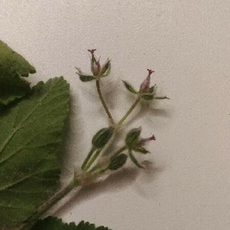 Erodium malacoides Flower