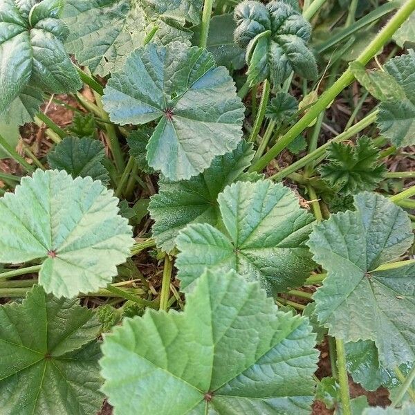 Malva pusilla Leaf