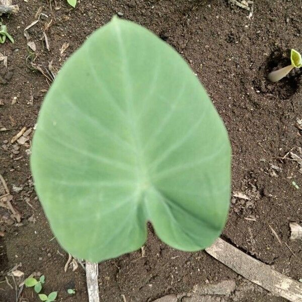 Leaf