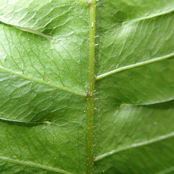 Pteris hamulosa Liść