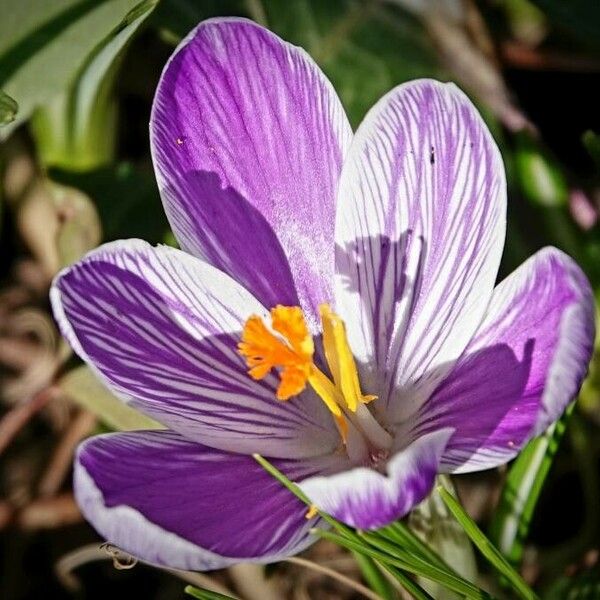 Crocus versicolor Blüte