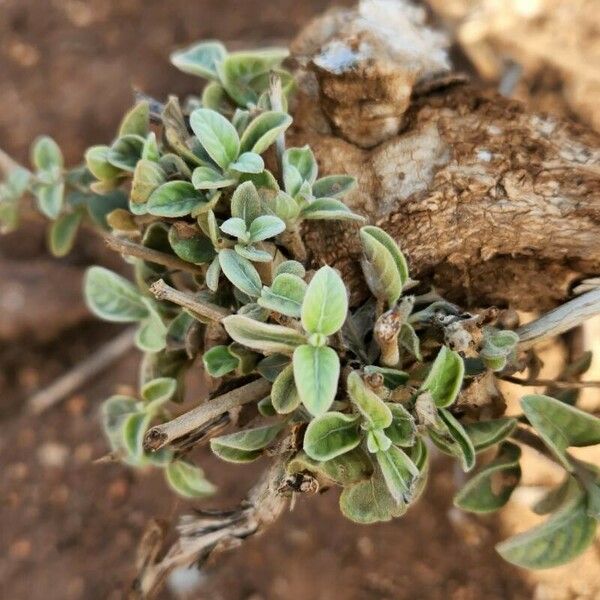 Sericocomopsis hildebrandtii Blatt