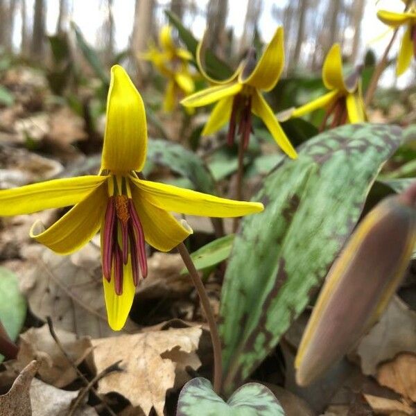 Erythronium americanum Fleur