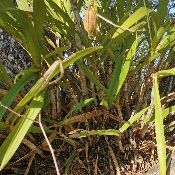 Ansellia africana Feuille