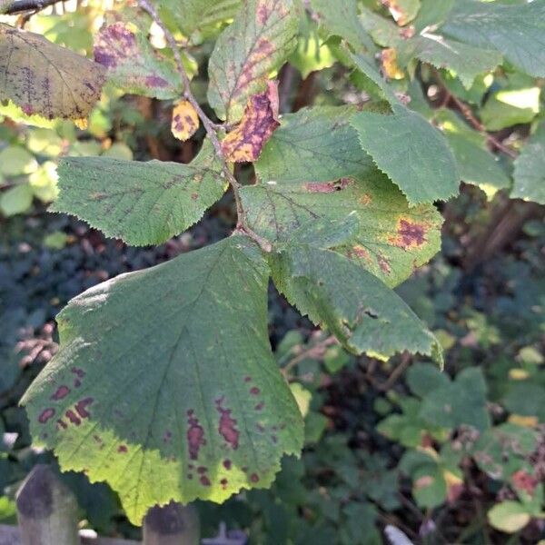 Corylus avellana Лист