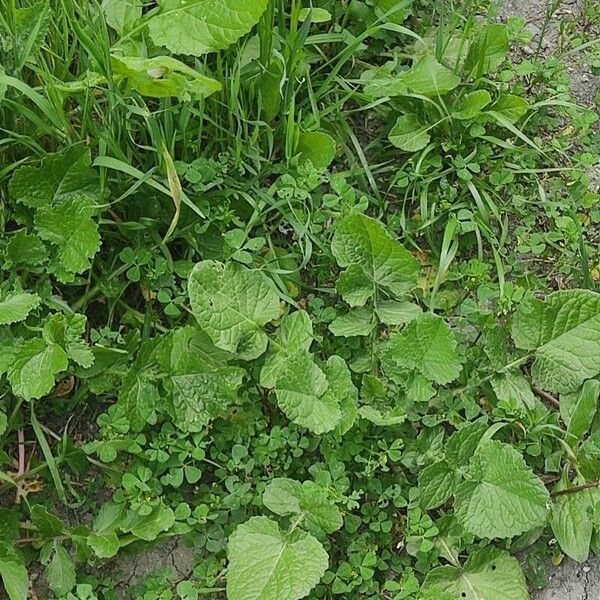 Brassica juncea Blatt