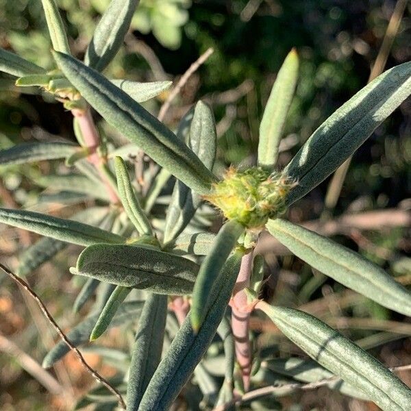 Helianthemum syriacum Lapas