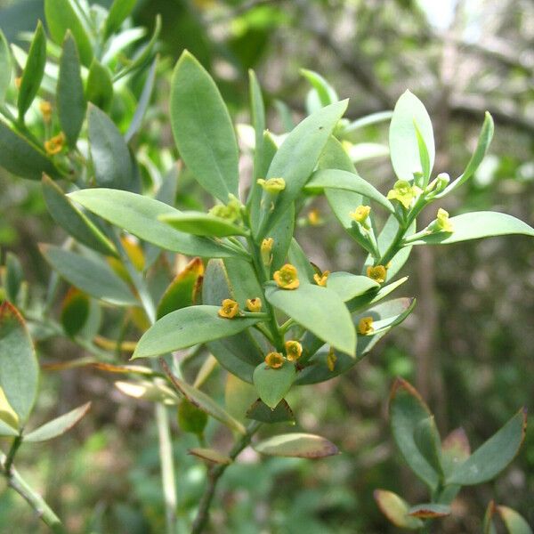 Osyris lanceolata Flower