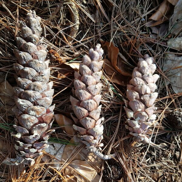 Pinus strobus ഫലം