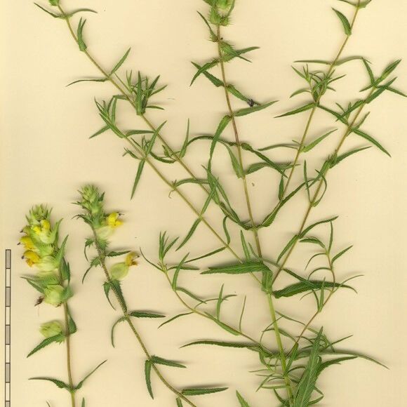 Rhinanthus pumilus Altres