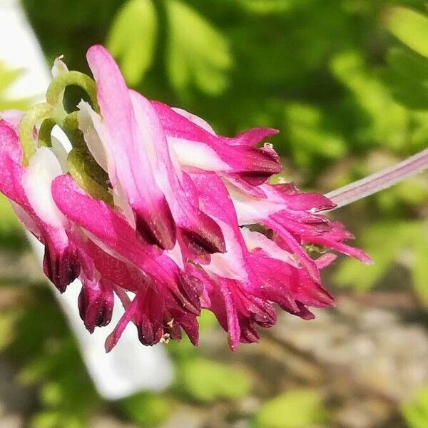 Fumaria bastardii Flor