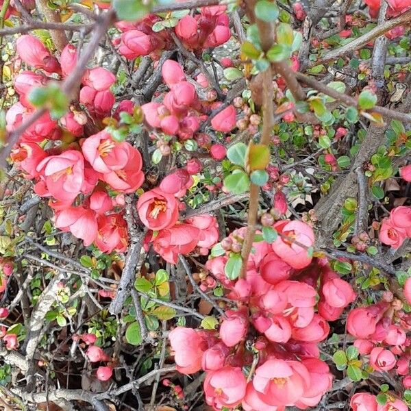 Chaenomeles speciosa Plante entière