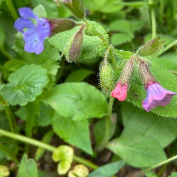 Pulmonaria obscura Blomma