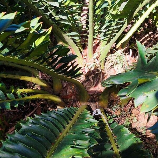 Encephalartos ferox Azala