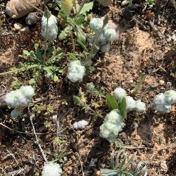 Bombycilaena erecta Flor