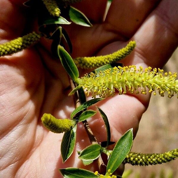 Salix triandra 花