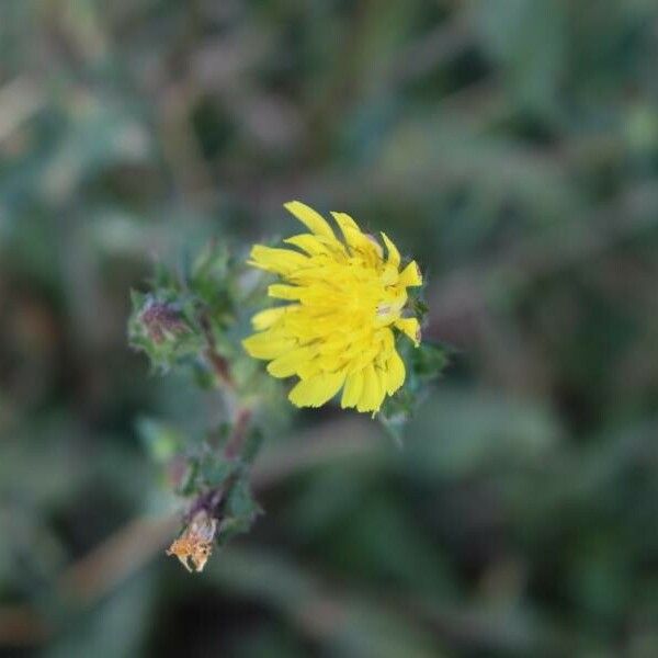 Helminthotheca echioides Blomst