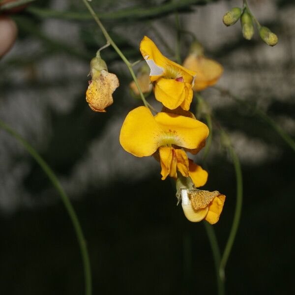 Sesbania herbacea 花