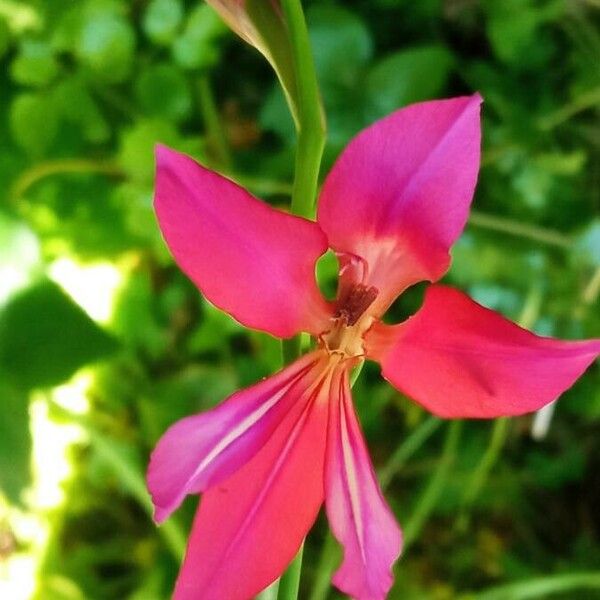 Gladiolus italicus Žiedas