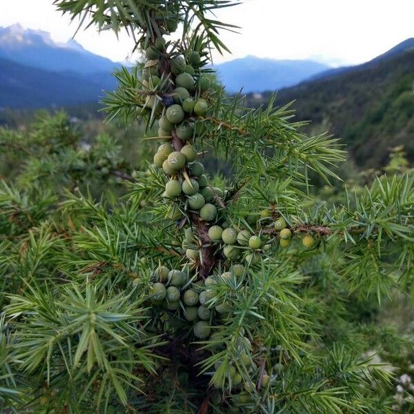 Juniperus communis Lehti