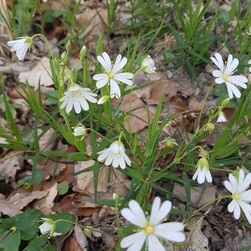 Stellaria holostea Flower