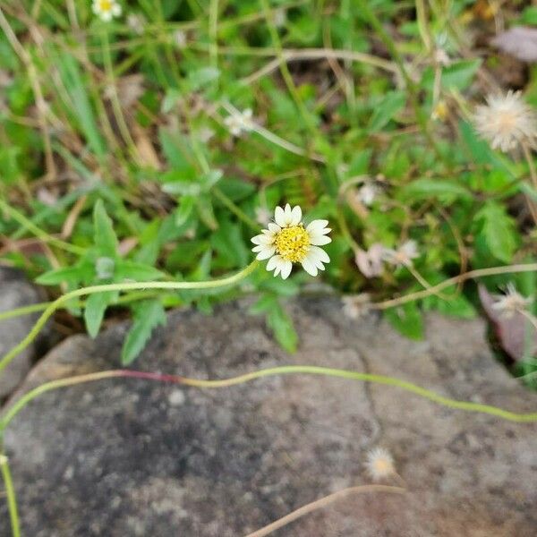 Tridax procumbens Flower