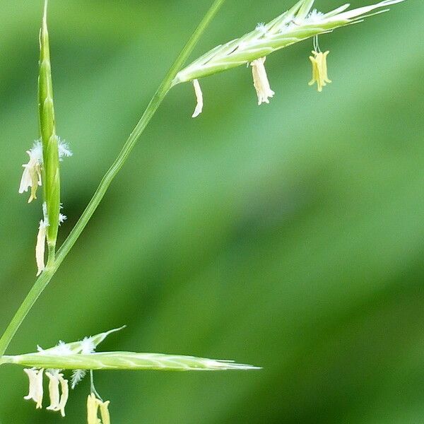 Brachypodium pinnatum Flower