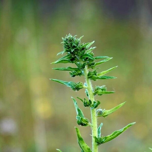 Lithospermum officinale পাতা