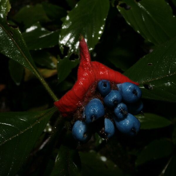 Psychotria poeppigiana Fruit