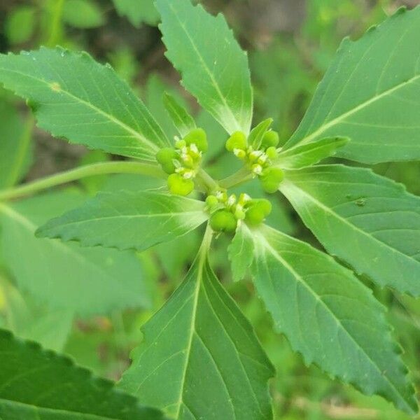 Euphorbia davidii Flower