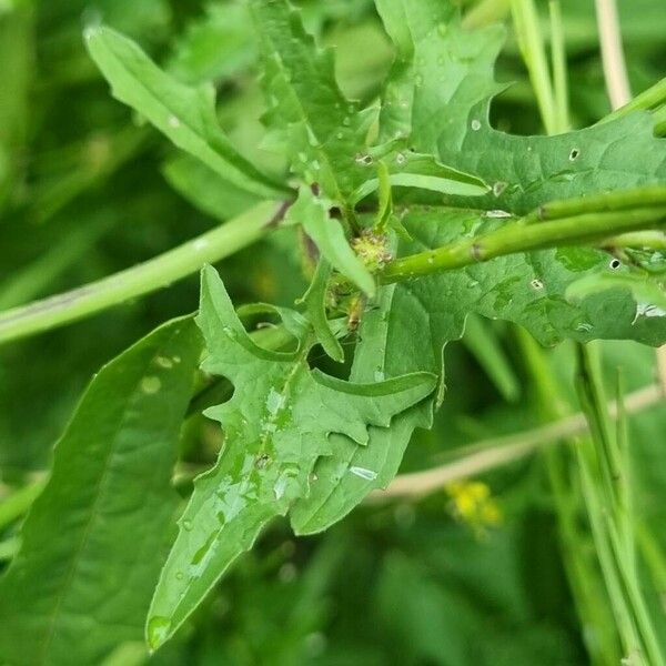 Sisymbrium officinale Folio