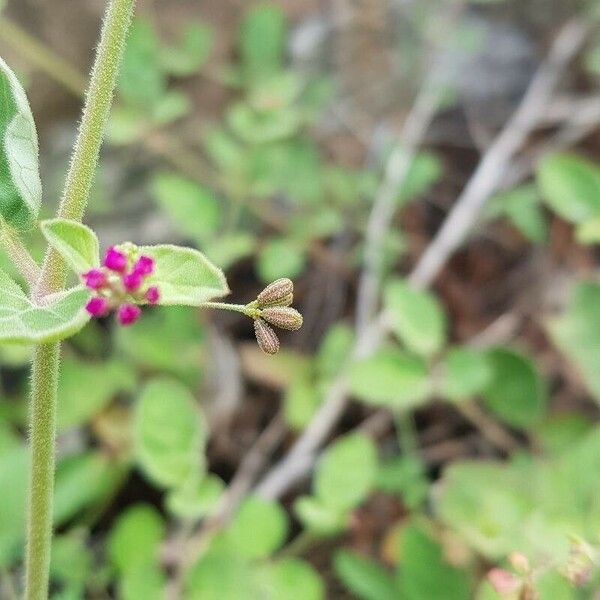 Boerhavia diffusa Ffrwyth