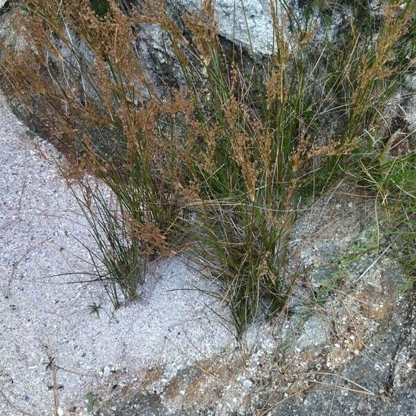 Juncus maritimus عادت داشتن