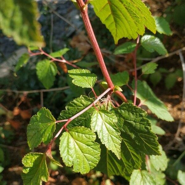 Neillia sinensis Fuelha