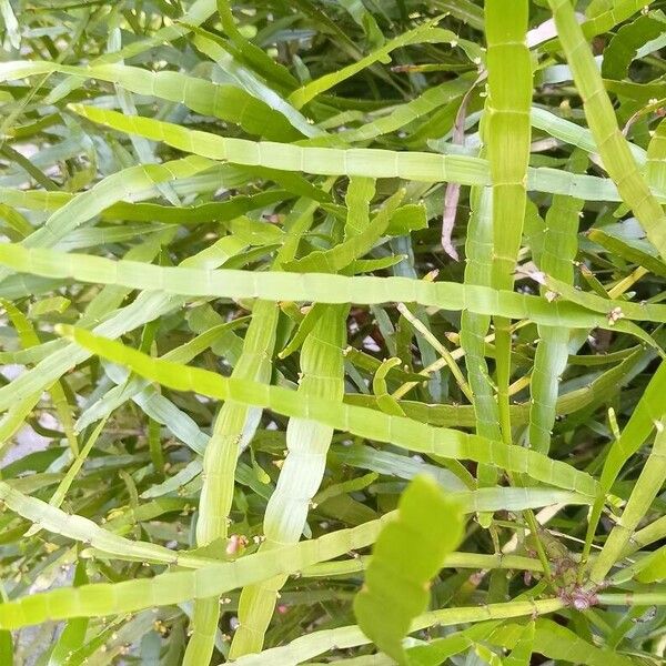 Homalocladium platycladum 葉