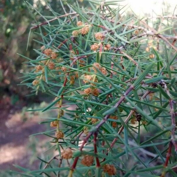 Juniperus oxycedrus ফুল