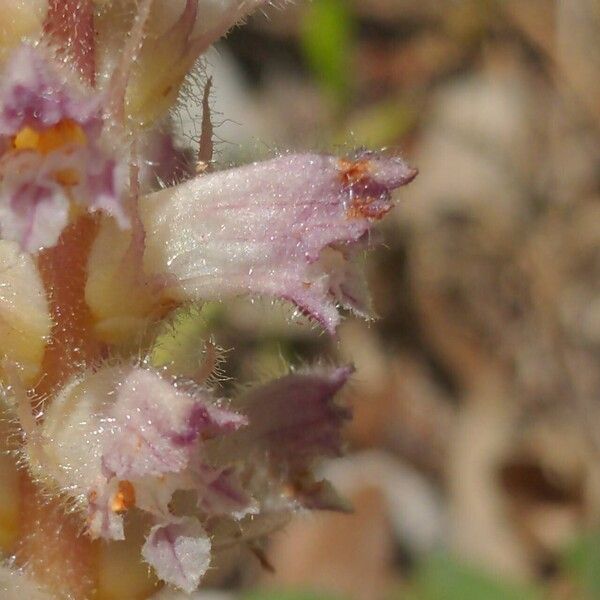 Orobanche pubescens Flower