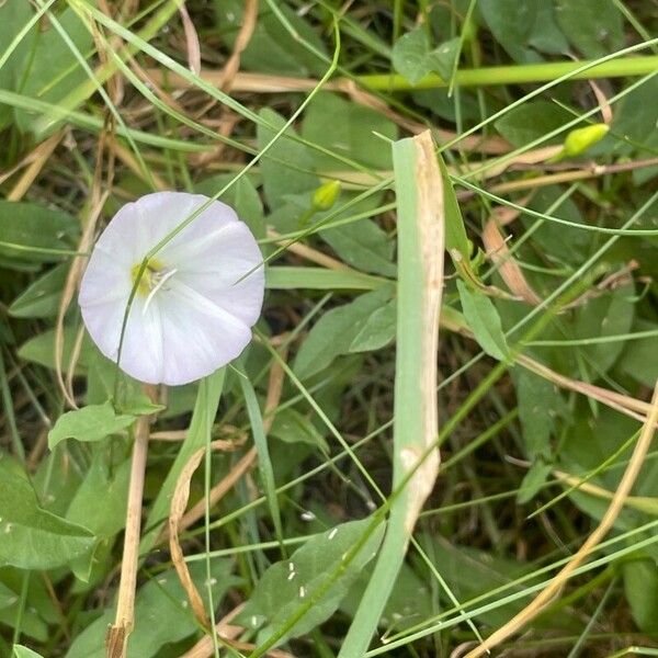 Convolvulus arvensis പുഷ്പം