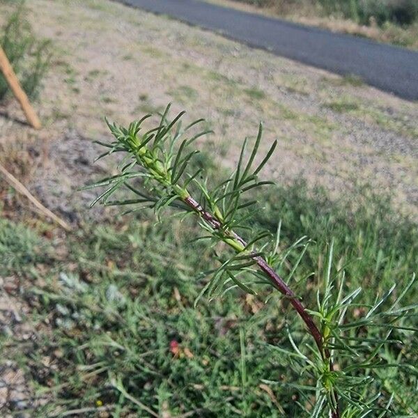 Artemisia campestris Leaf