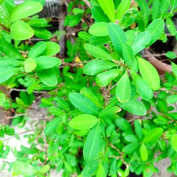 Erythroxylum coca Leaf