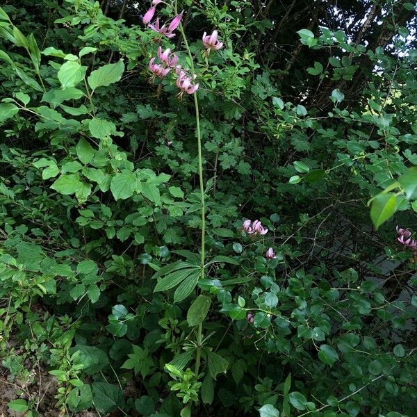 Lilium martagon عادت