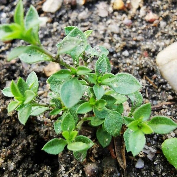 Arenaria serpyllifolia ശീലം