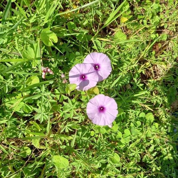 Ipomoea cairica 花