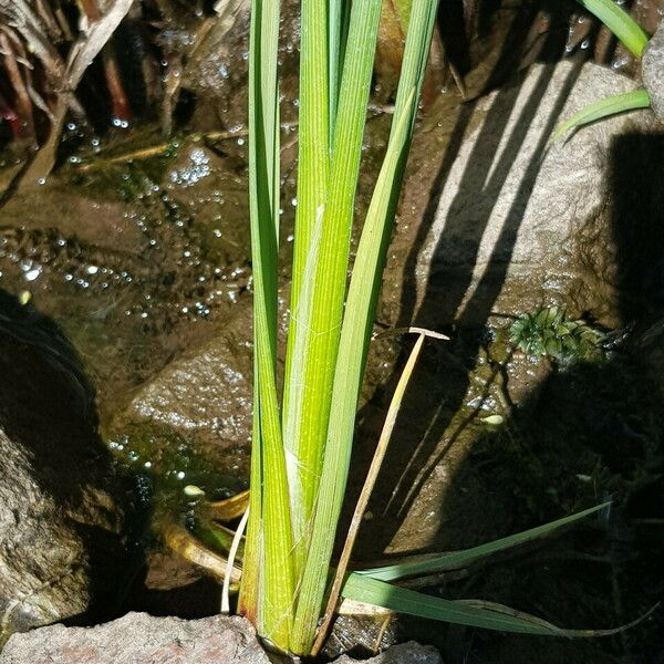 Carex rostrata Levél