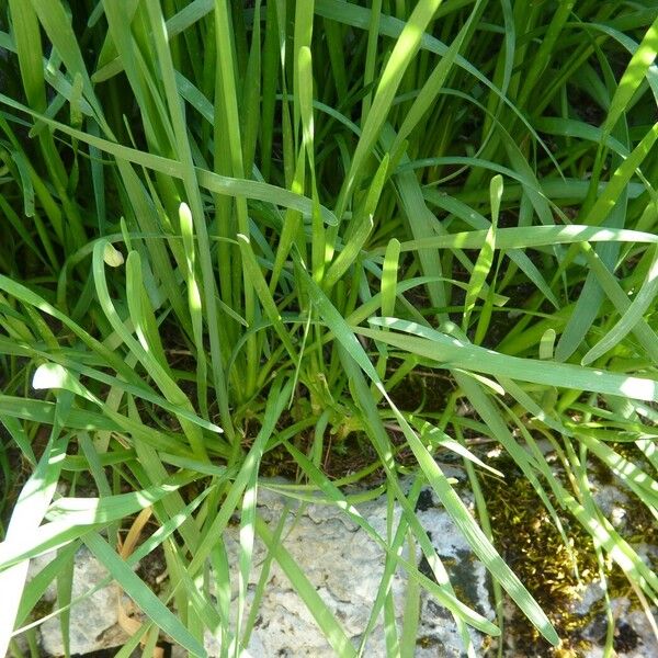 Allium senescens Leaf