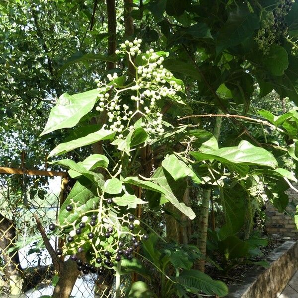 Premna serratifolia অন্যান্য