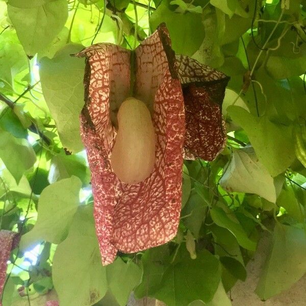 Aristolochia macrophylla 花